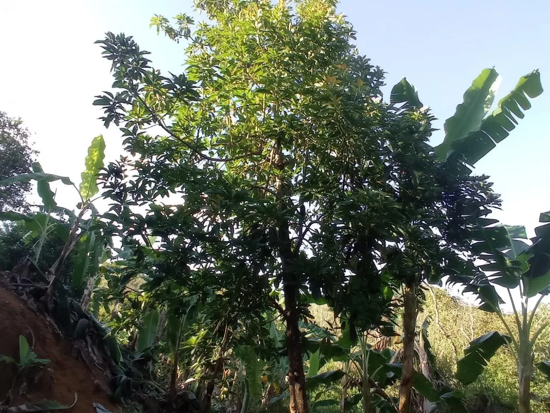 Imagem Vendo chácara em Crucilândia/MG - com 4.500 m² de área