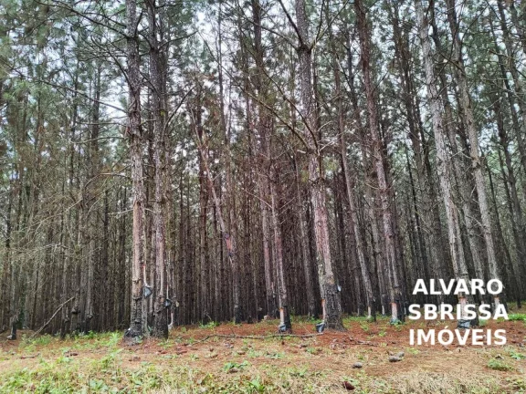 Imagem EXCELENTE FAZENDA COM PINUS A VENDA NA REGIÃO DE ITAPETININGA-SP