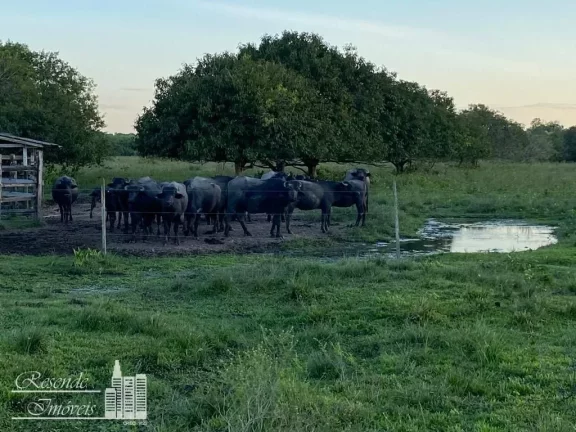 Imagem FAZENDA A VENDA NO RURAL MARGEM DO RIO CAMARÁ