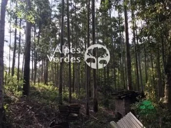 Imagem Terreno à venda, 7000 m2 por R$ 424.000,00 - Zona Rural - Canela/RS