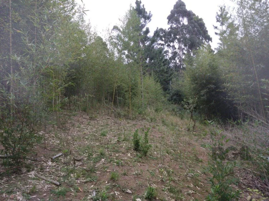 Imagem Area 6,69ha | Bairro Belem Velho