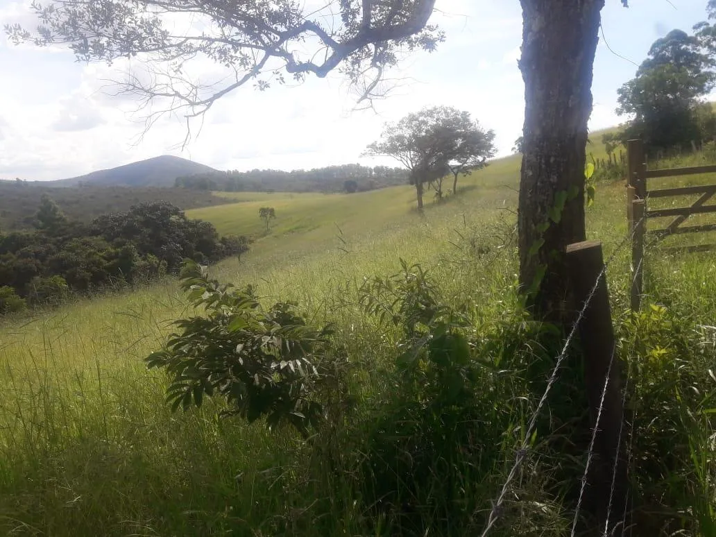 Imagem Vendo uma ótima fazenda em Passatempo 315 hectares