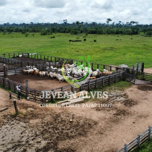 Imagem Fazenda à Venda, 4356 Alq. GO em São Félix do Xingu - São Félix do Xingu