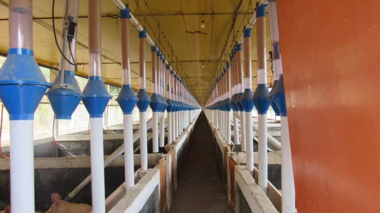 Imagem Área Agrícola para Venda em Peritiba, Lageado Mirim