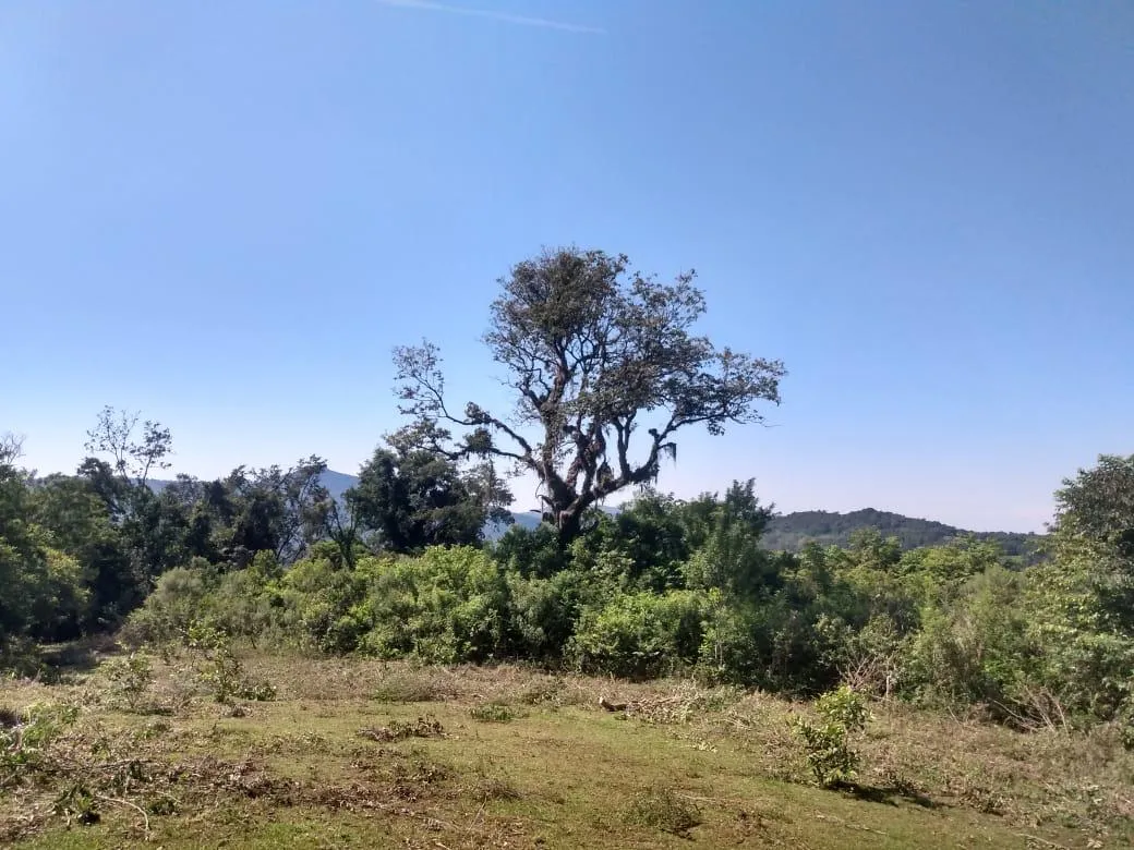 Imagem Chácara para venda, bairro Voluntário Baixo em Igrejinha/RS.
