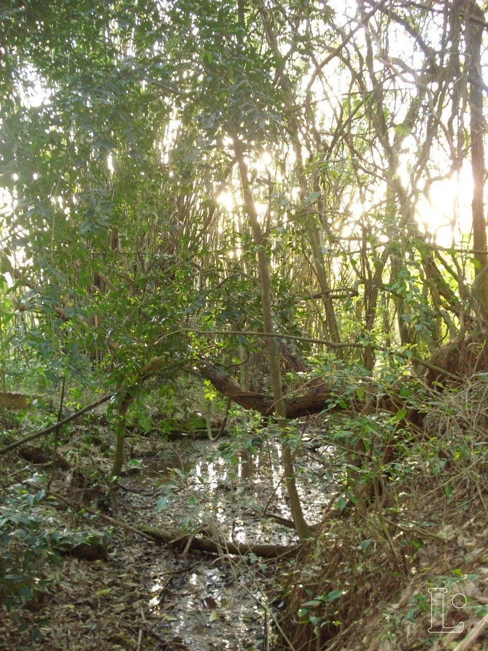 Imagem Terreno para Venda - 0m², 0 dormitórios, Vila Nova