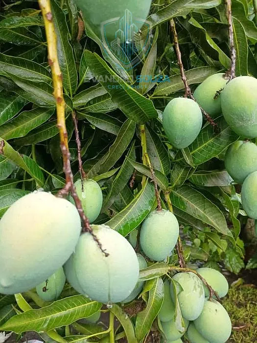Imagem Chácara a Venda no bairro Pinhal - Limeira, SP