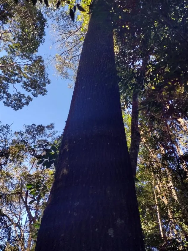 Imagem Vendo terreno em Crucilândia com 48 hectares de terra