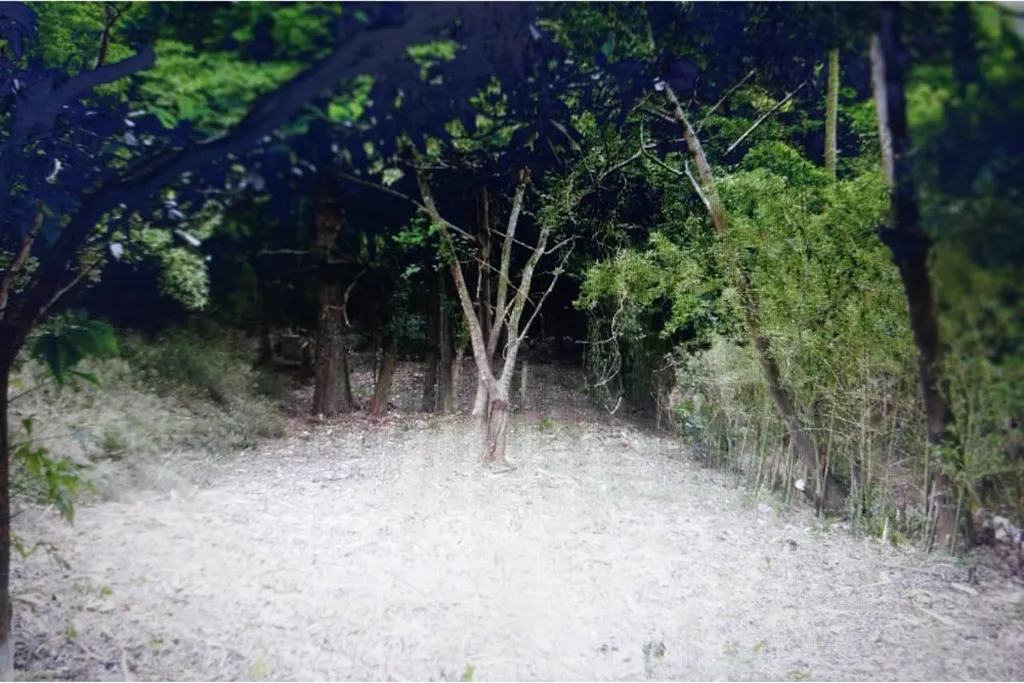 Imagem Terreno em Nonoai