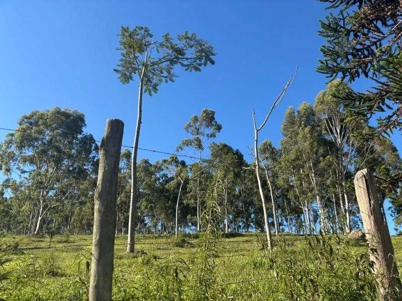 Imagem FAZENDA À VENDA - DESTERRO DE ENTRE RIOS (MG) 51 hectares de área total