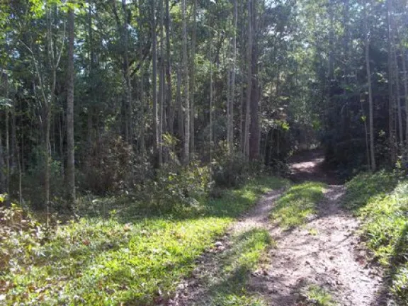 Imagem Terreno à Venda, 70.000 m² em Morro Chato - Turvo