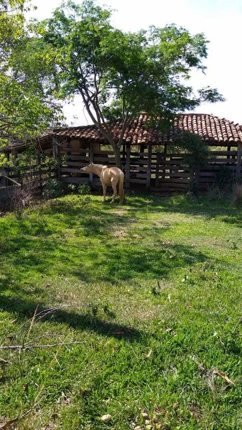 Imagem FAZENDA À VENDA EM SANTANA DO PIRAPAMA ? MG , com 338 hectares de terra