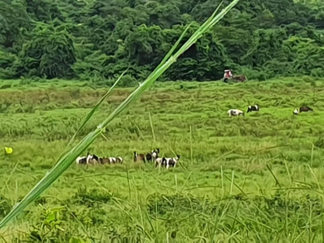 Imagem Oportunidade Imperdível: Fazenda de 1.272 Hectares em Augusto de Lima