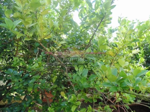 Imagem Chácara com muito verde dentro de condomínio Residencial