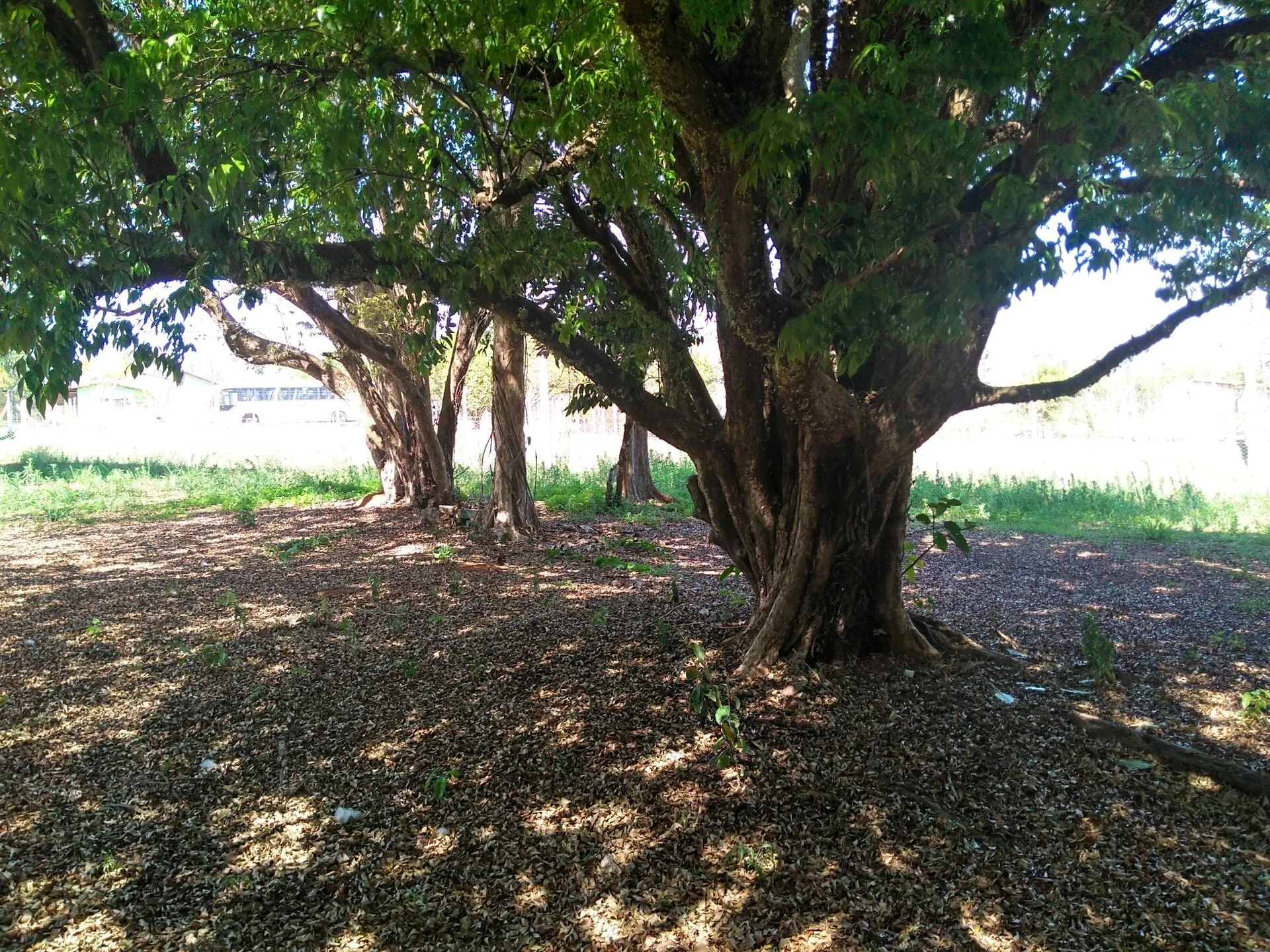 Imagem Chacara-para-Venda-em-Mirandas-Tatui-SP