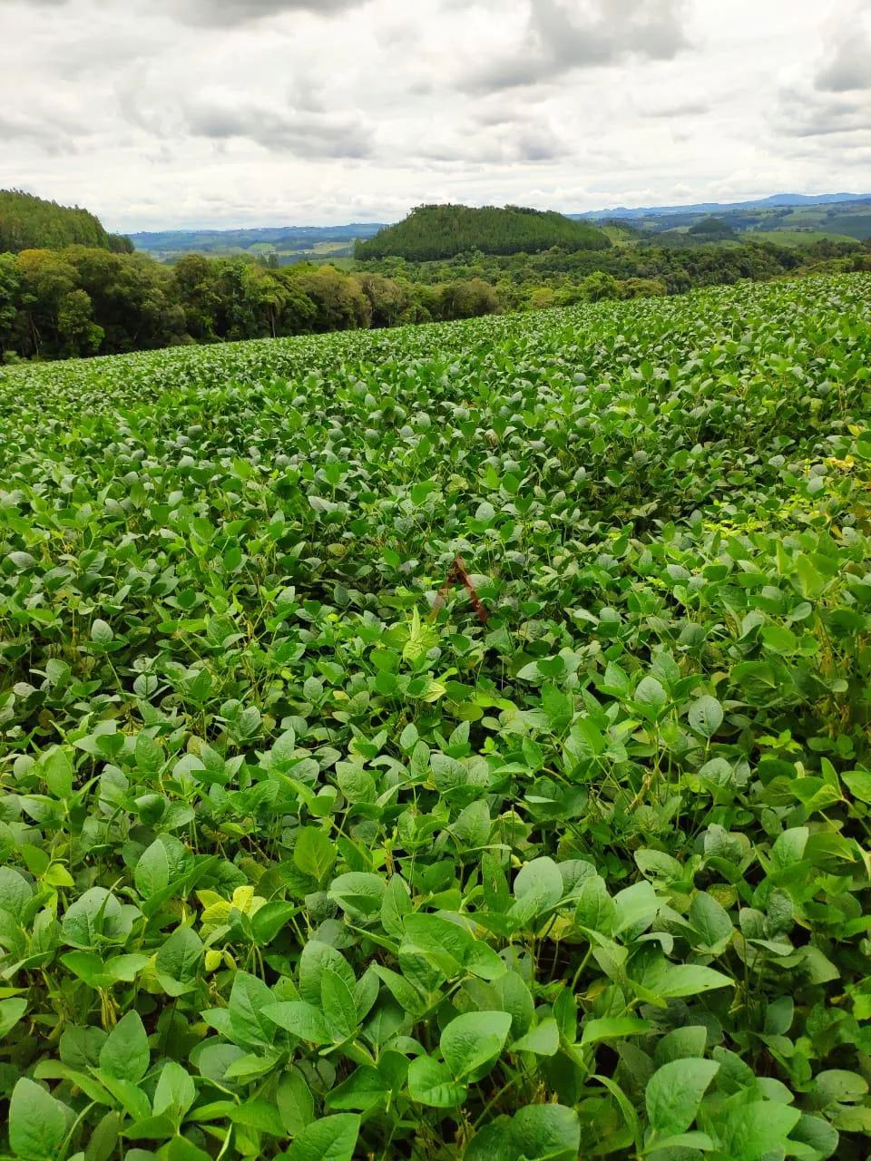 Imagem Fazenda à venda,260000.00m , CAMPINA DO SIQUEIRA, CANDOI - PR