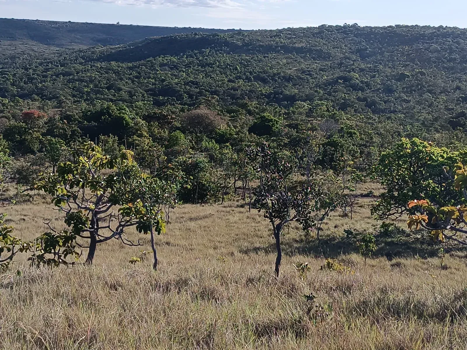 Imagem Fazenda à Venda, 247 HA em Samambaia Sul - Brasília