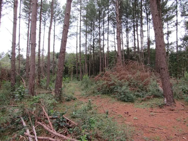 Imagem Área 53851,44 m² no Beco da Paixão Bairro Lomba do Pinheiro