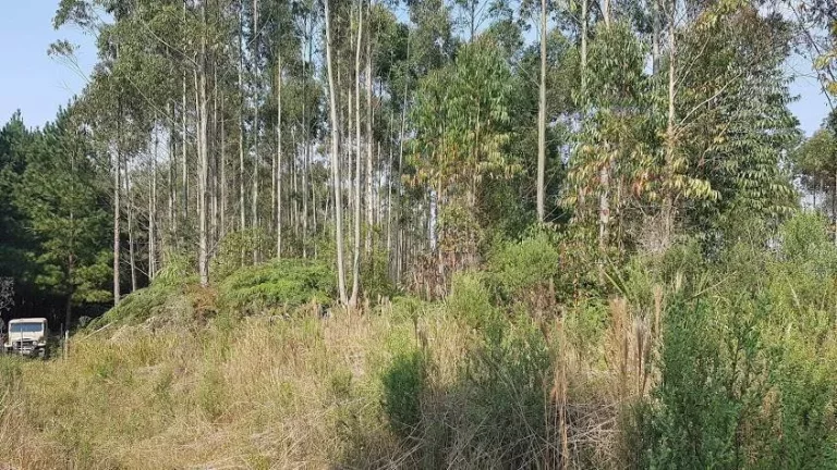 Imagem Área Rural 5 Alqueires - 3 Barras de Cima - Bateias!
