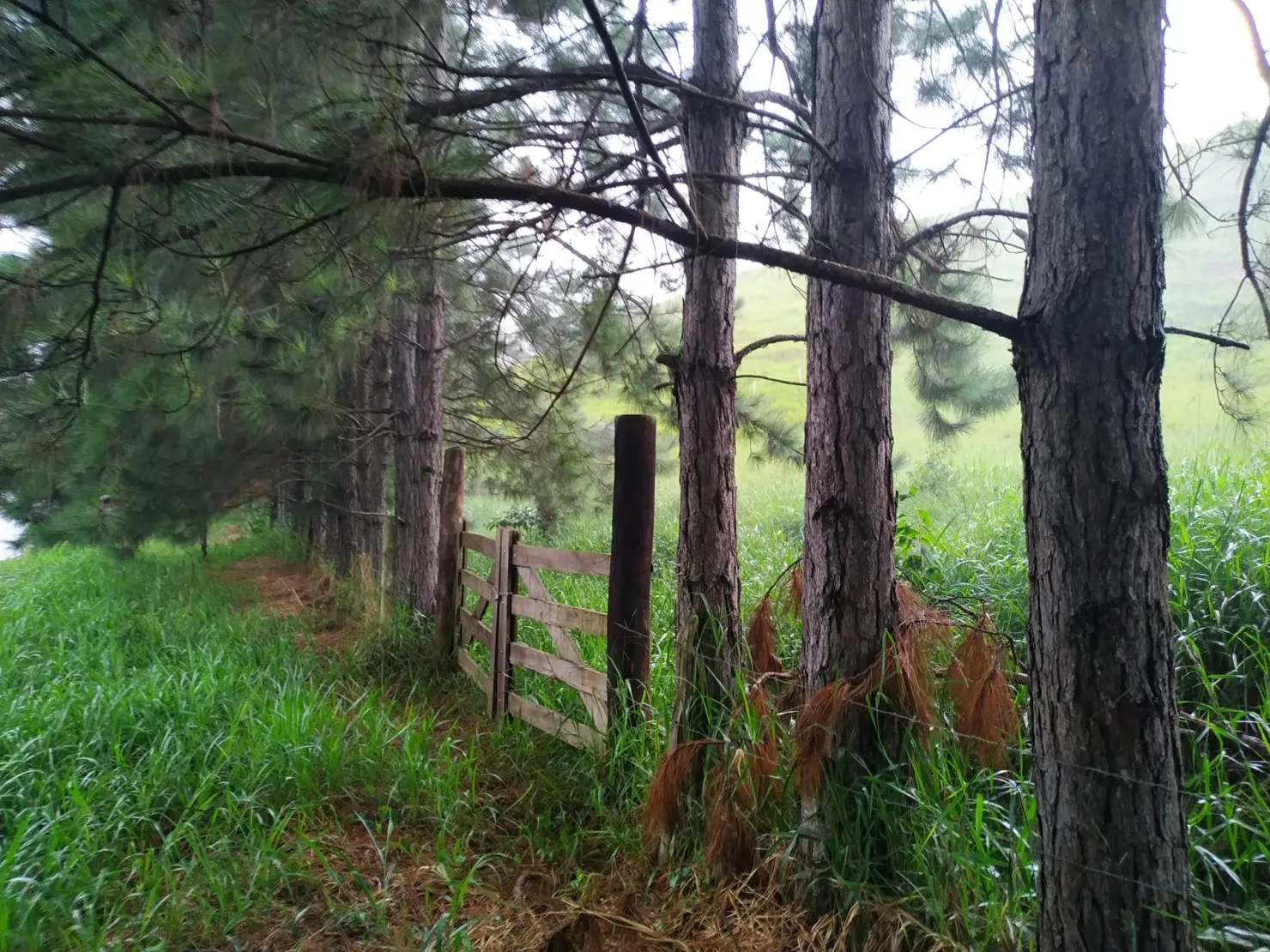 Imagem Chácara à venda 30000M², Zona Rural, Silveiras - SP