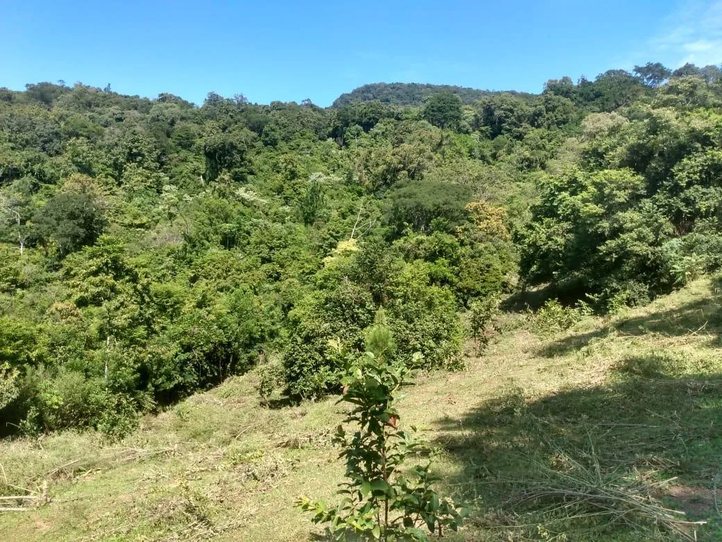 Imagem Chácara para venda, bairro Voluntário Baixo em Igrejinha/RS.