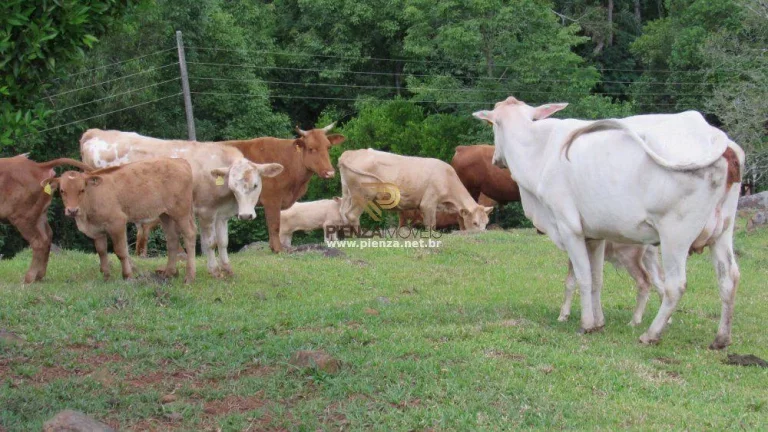 Imagem Área Agrícola para Venda em Ipumirim, Interior
