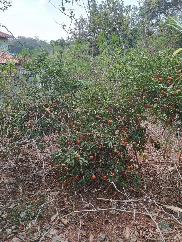 Imagem Vendo Chácara em Crucilândia/MG - com 2.400 m² de area
