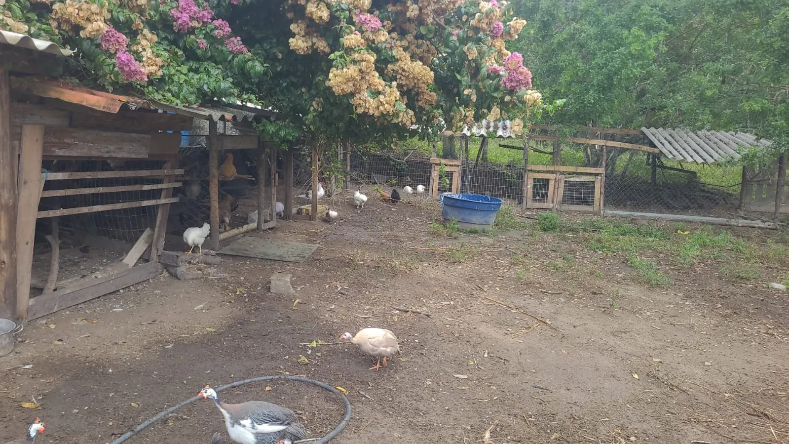 Imagem Chácara com 3 Quartos à Venda, 500 m² em Itariri - Itariri