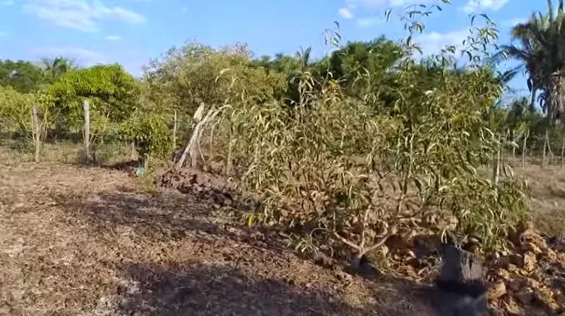 Imagem Terreno à Venda, 1000 m² em Esperantina - Esperantina