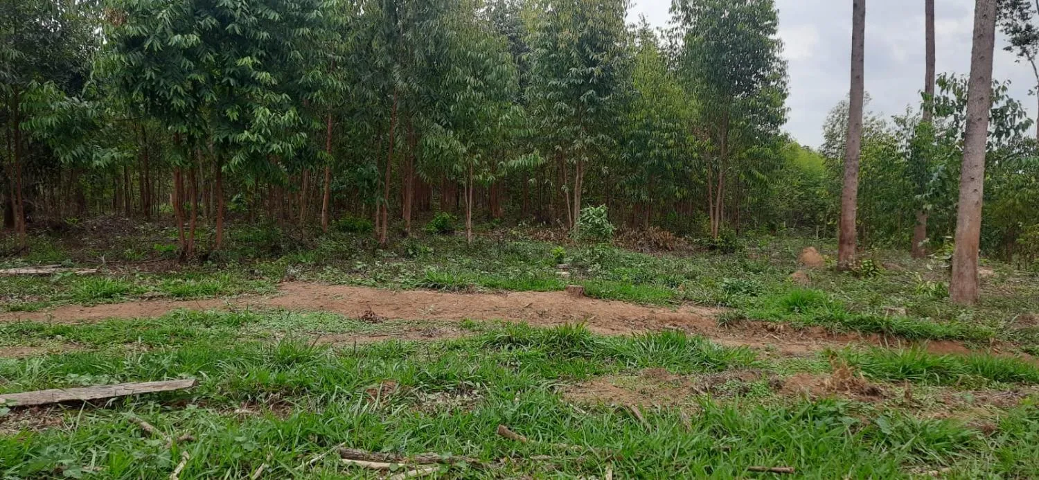 Imagem Terreno à Venda em Carmópolis de Minas 13,5 hectares, todo formado