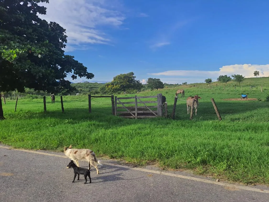 Imagem Oportunidade Imperdível: Fazenda de 1.272 Hectares em Augusto de Lima