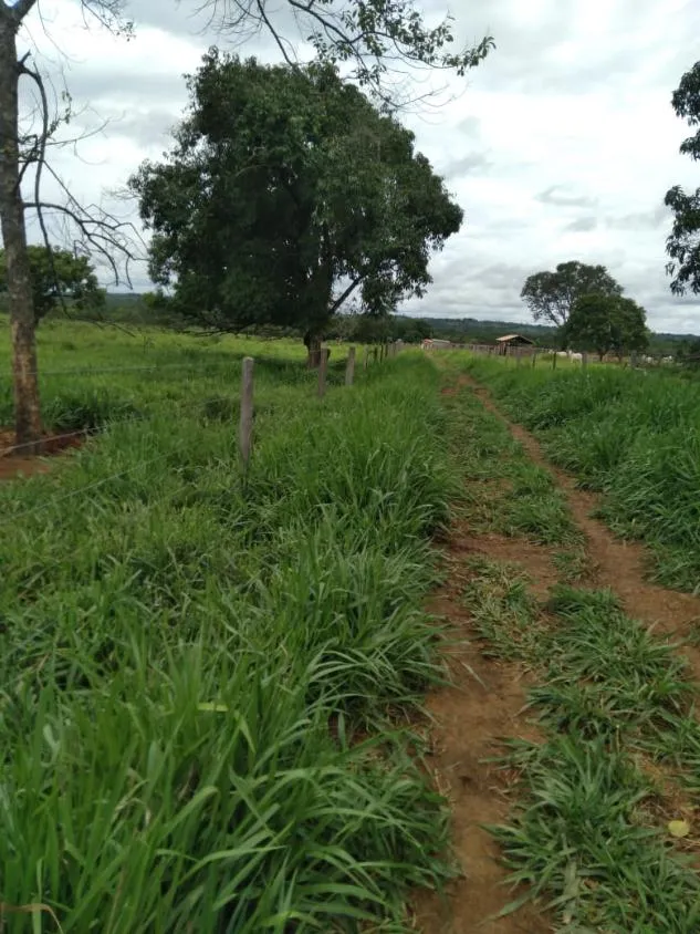 Imagem FAZENDA À VENDA - MORRO DA GARÇA / CORINTO (MG) 113 hectares de terra