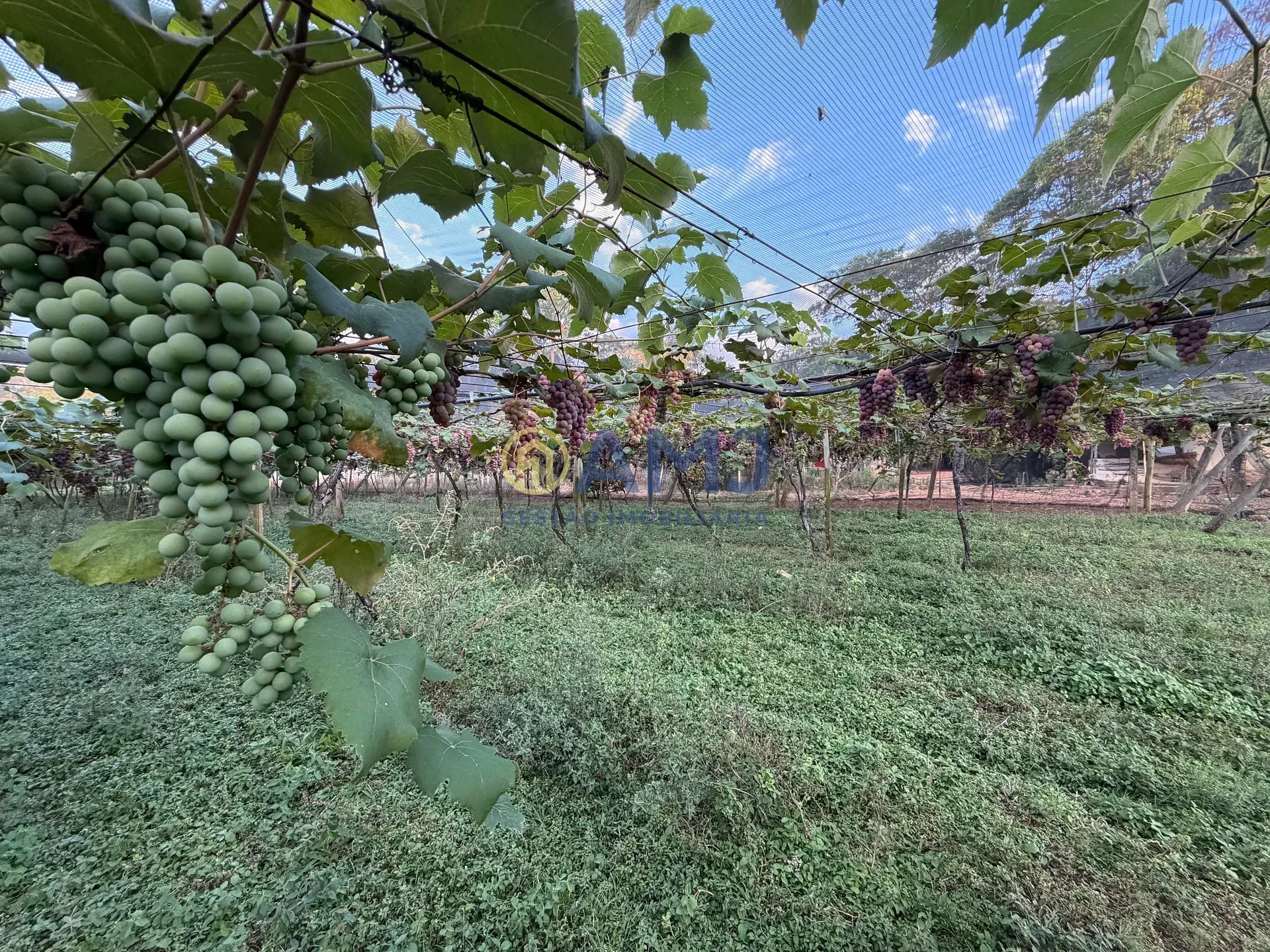Imagem DUAS CHÁCARAS VIZINHAS À VENDA | HIDROLÂNDIA/GO