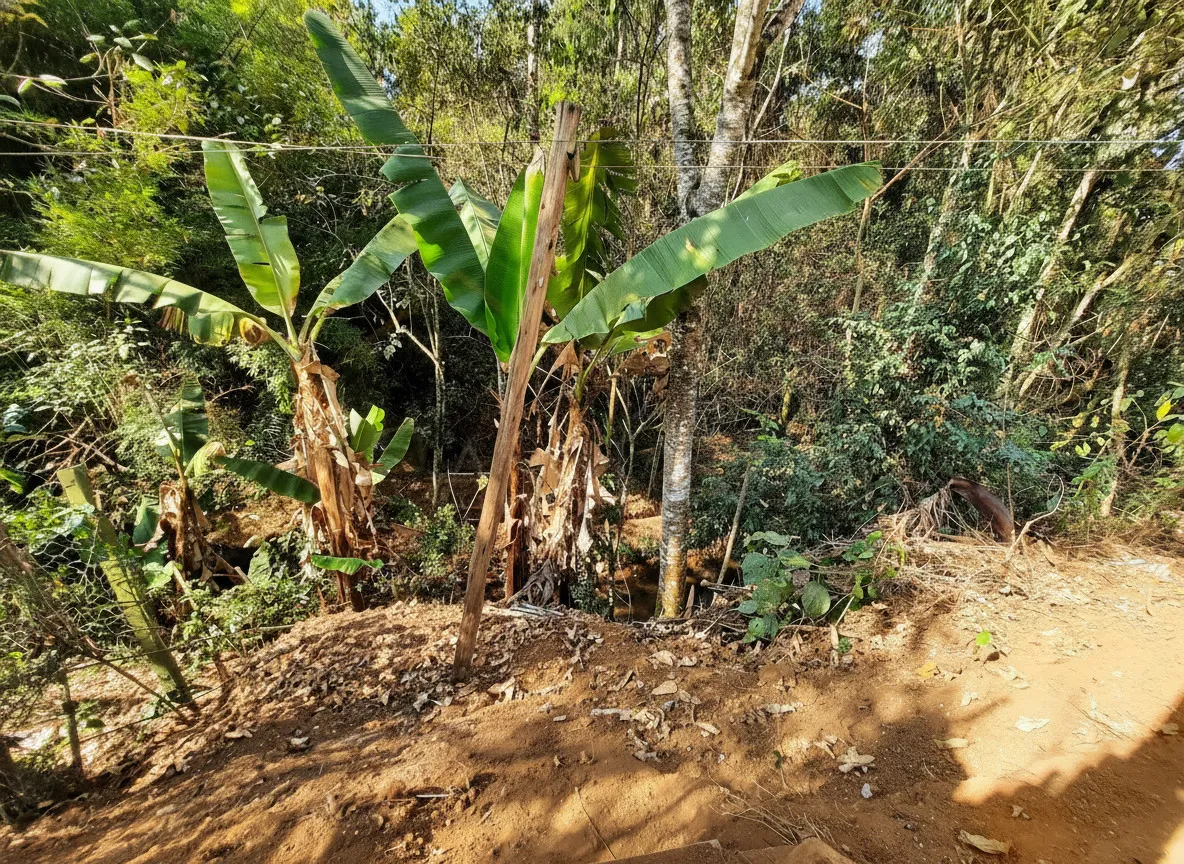 Imagem Chácara 150 m² à venda em Laranjeiras de Caldas, Caldas