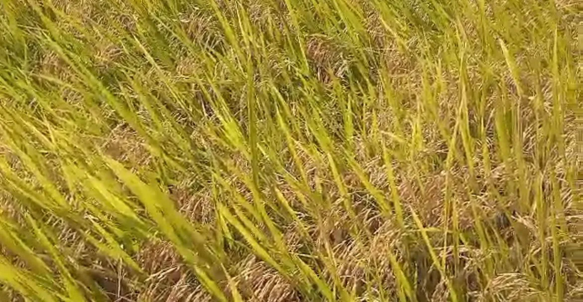 Imagem Fazenda à venda no Vale Verde - RS - 433 hectares. Ideal para Arroz e Soja.
