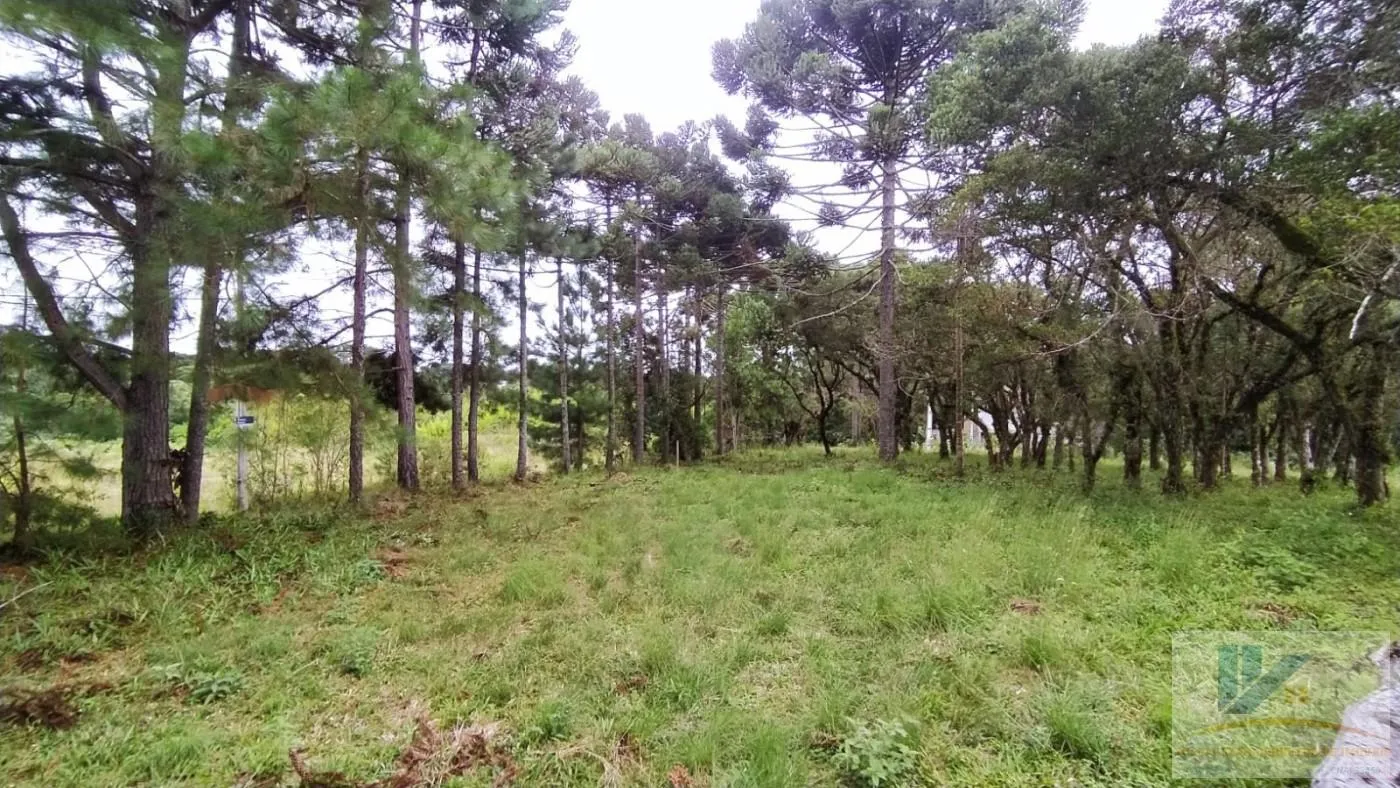Imagem Terreno para Venda em São José dos Pinhais, Contenda, 1 dormitório