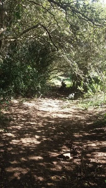 Imagem Sítio em Pedreira