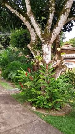 Imagem Pousada das Palmeiras