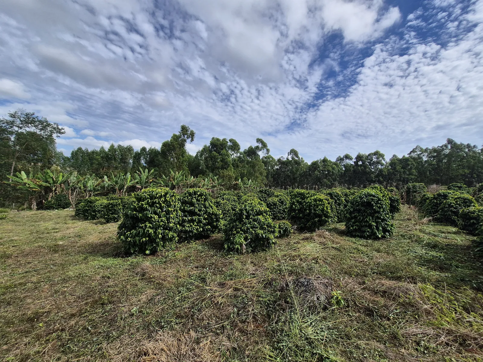 Imagem Sítio 1,3 ha à venda em Capituvas, Campestre