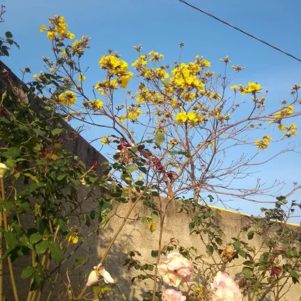 Imagem Chácara no Piraporão - Piedade