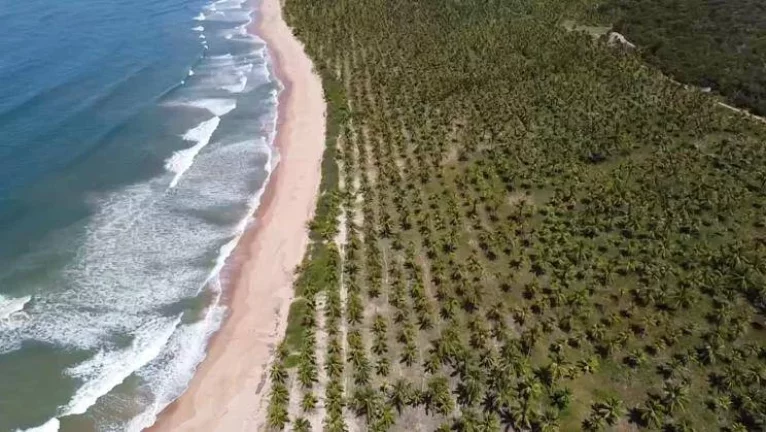 Foto do imóvel Glebas Ponta da Folha