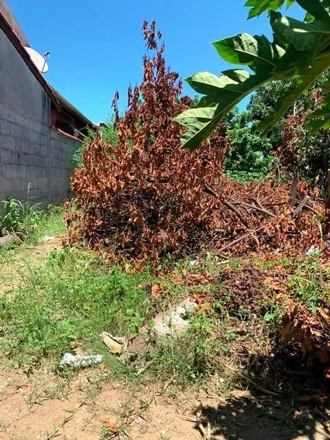 Imagem Terreno à venda 330M², Cidade Nova, Pindamonhangaba - SP