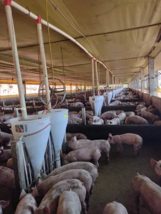 Imagem Granja para Venda em Seara, Interior