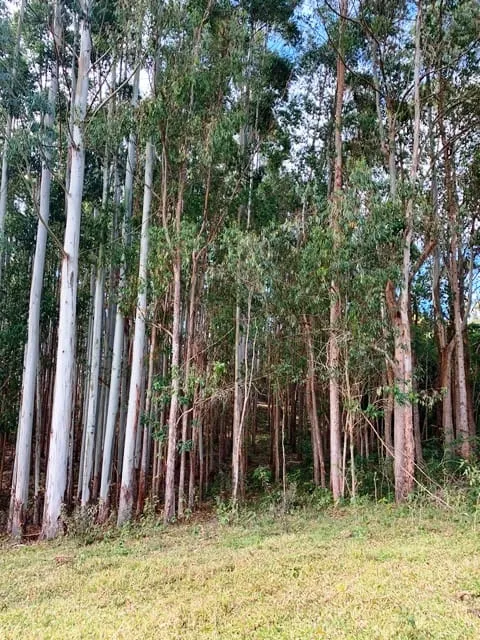 Imagem Chácara à venda 20000M², Aparição, Cunha - SP