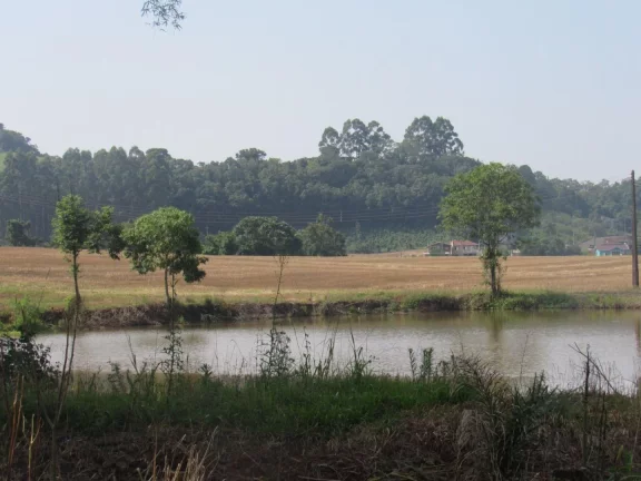 Imagem Área Agrícola para Venda em Concórdia, Tamanduá