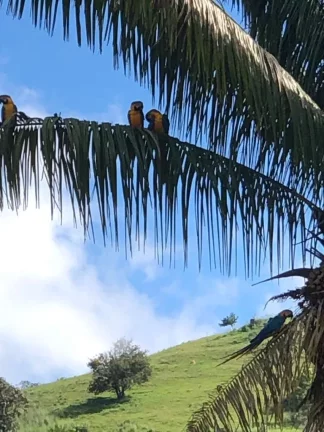 Imagem Fazenda à venda em Cocalzinho de Goiás/GO