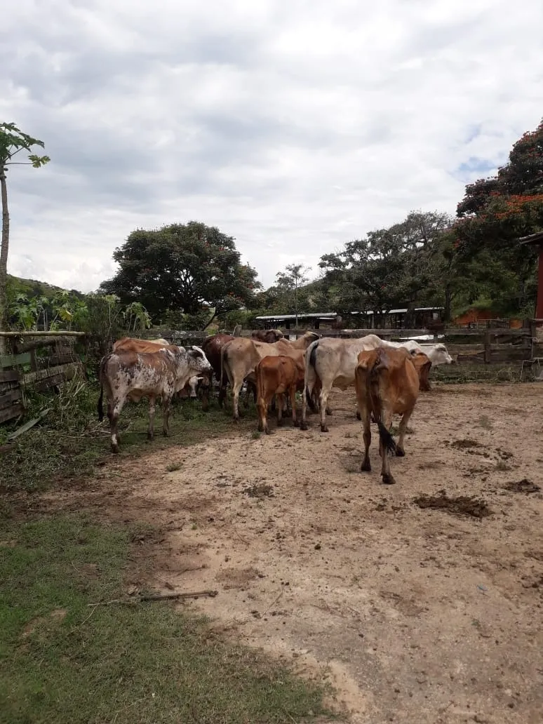 Imagem Chácara para Locação 840000M², Mandú, Pindamonhangaba - SP