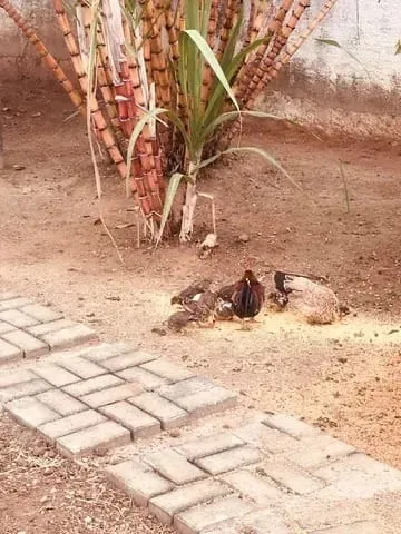 Imagem Chácara para Locação 3 Quartos, 500M², Aterrado, Tremembé - SP