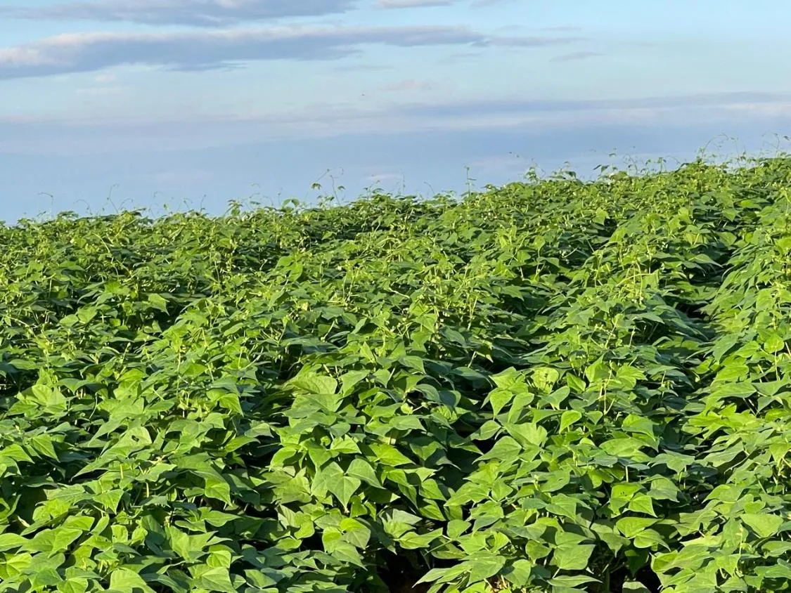 Imagem FAZENDA À VENDA - ENTRE RIOS DE MINAS 500 hectares de terra