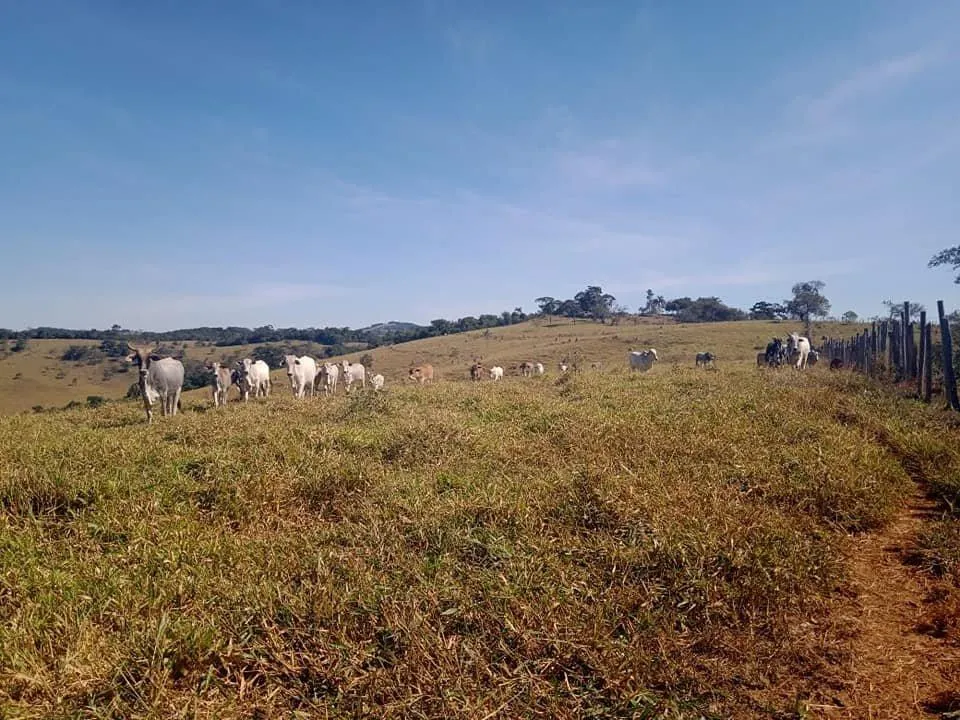 Imagem Venda de Fazenda em Crucilândia 48 hectares de terra